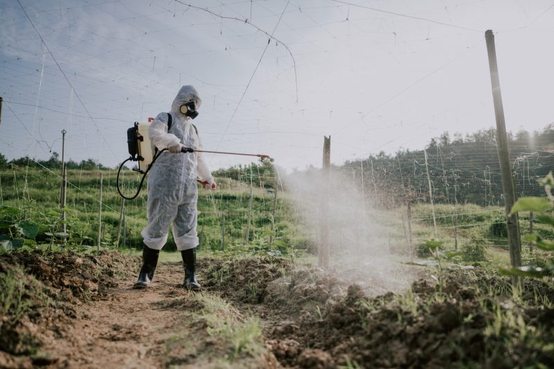 A field worker spraying paraquat.